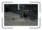 IMG_2062 * 3888 x 2592 * (3.58MB)