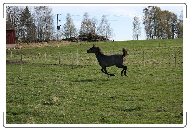 Neste bilde