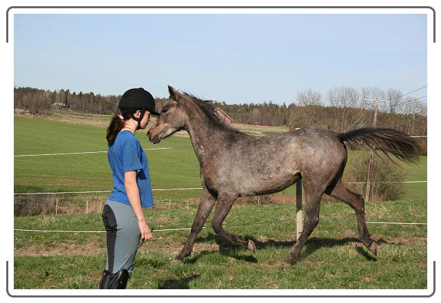 Neste bilde