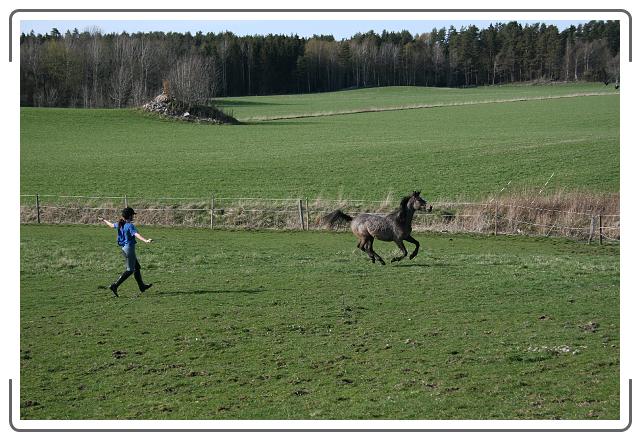 Neste bilde