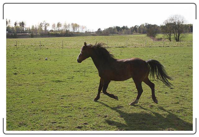 Neste bilde