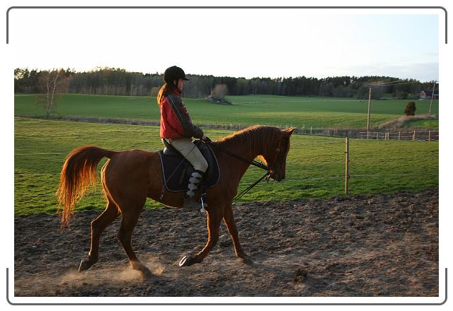 Neste bilde